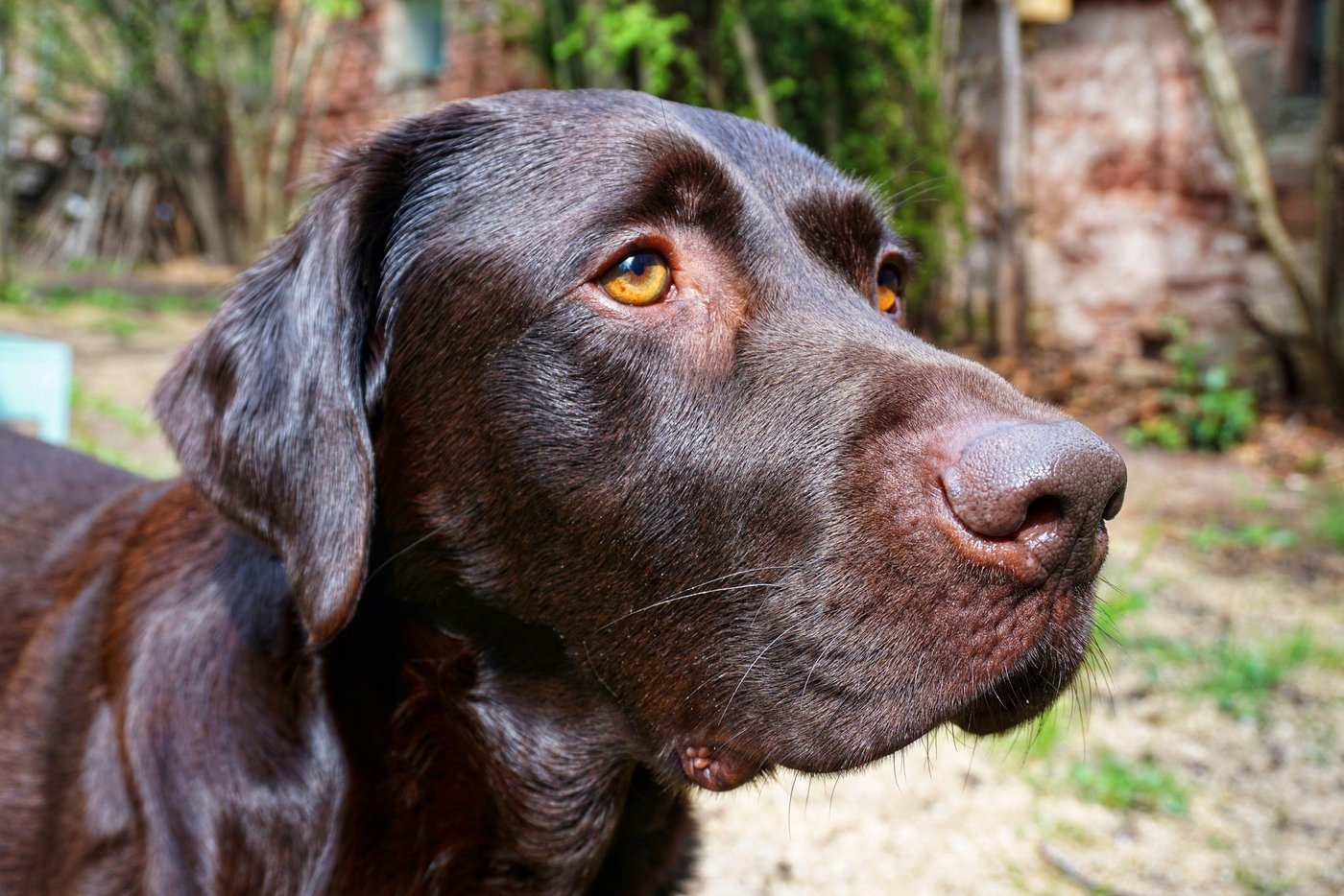 Zugegeben, eine fettige Angelegenheit ist das Kokosöl zur Zeckenabwehr schon. Trotzdem wirkt das natürliche Mittel als Alternative zu chemischen Zeckenrepellents beim Labrador-Rüden Paul nicht schlecht. (Bild Lisa McKenna)