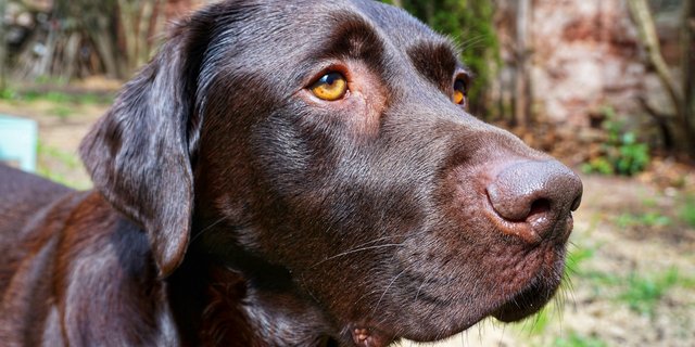 Zugegeben, eine fettige Angelegenheit ist das Kokosöl zur Zeckenabwehr schon. Trotzdem wirkt das natürliche Mittel als Alternative zu chemischen Zeckenrepellents beim Labrador-Rüden Paul nicht schlecht. (Bild Lisa McKenna)