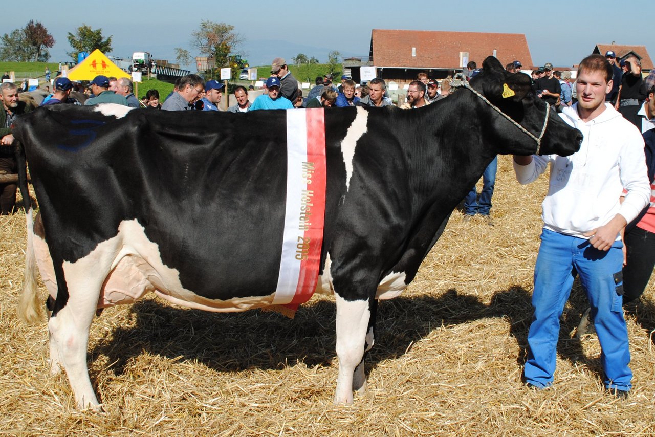 Miss Holstein Knowledge Florence von Philip Reichmuth, Schwyz.