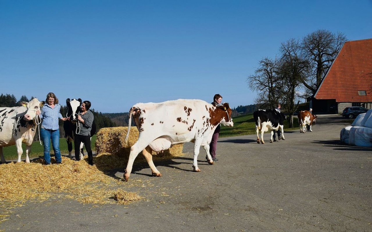 Das Fotoshooting ist gemacht, die Kühe können zurück in den Stall. 