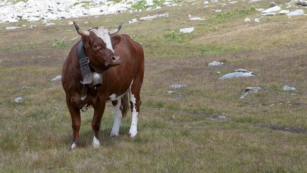 Sieht man äusserst selten auf Schweizer Weiden: Evolèner-Kühe. (Bilder Pro Specie Rara)