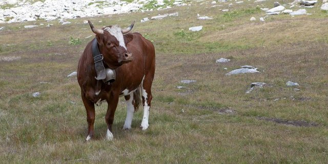 Sieht man äusserst selten auf Schweizer Weiden: Evolèner-Kühe. (Bilder Pro Specie Rara)