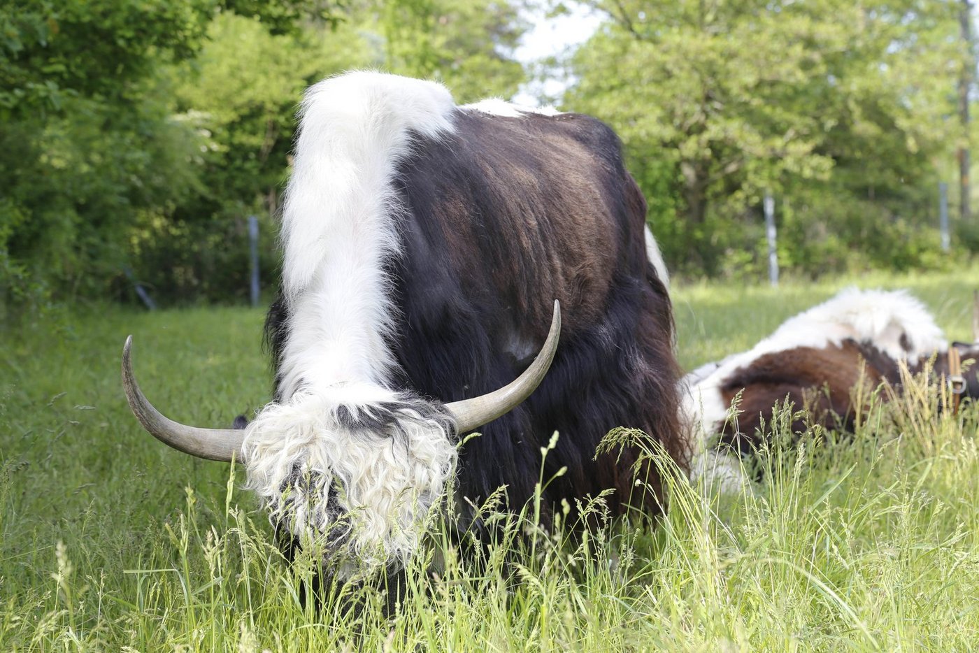 Der grösste Teil der landwirtschaftlichen Nutzflächen besteht aus Weiden und Wiesen. (ji)