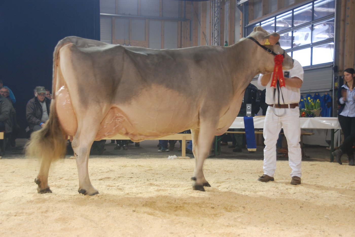 Die zwölfjährige Jongleur Jessy von Christian Beeli ist immer noch in Topform. Sie wurde Miss-Schöneuter ältere Kühe.