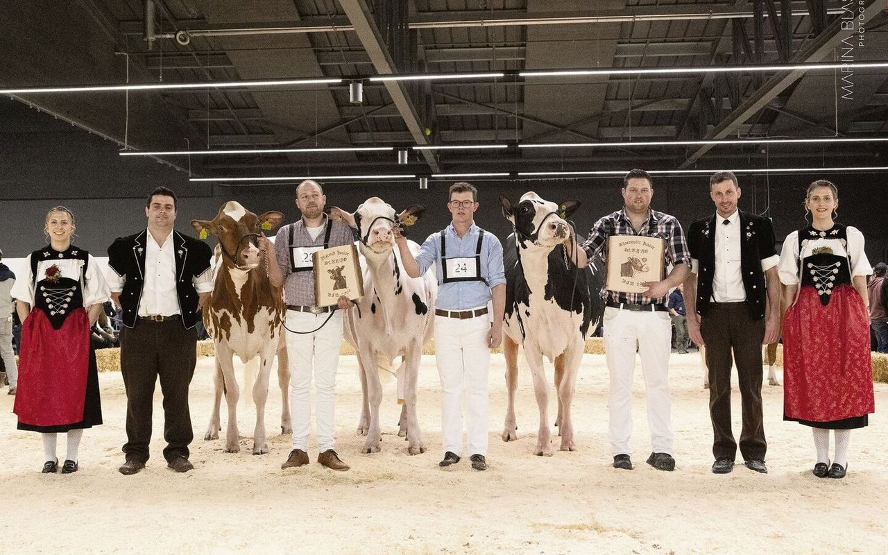 Die Juniormissen der Holstein/Red Holstein: Sihu Bad Oceana von Ueli Siegenthaler (links), Gobelis Arrow Priscilla, Gobeli Holstein (Mitte) und Zafyra von Joel und Markus Fankhauser.
