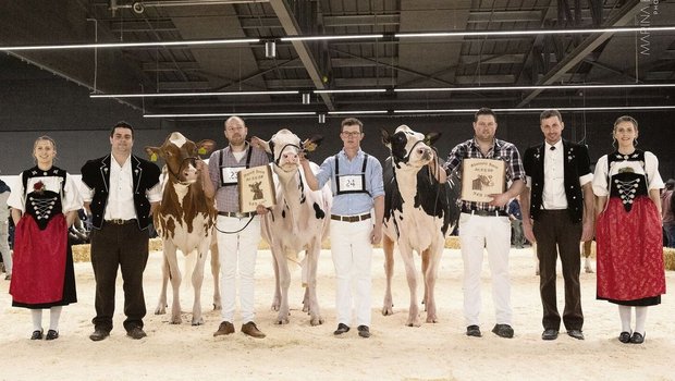 Die Juniormissen der Holstein/Red Holstein: Sihu Bad Oceana von Ueli Siegenthaler (links), Gobelis Arrow Priscilla, Gobeli Holstein (Mitte) und Zafyra von Joel und Markus Fankhauser.