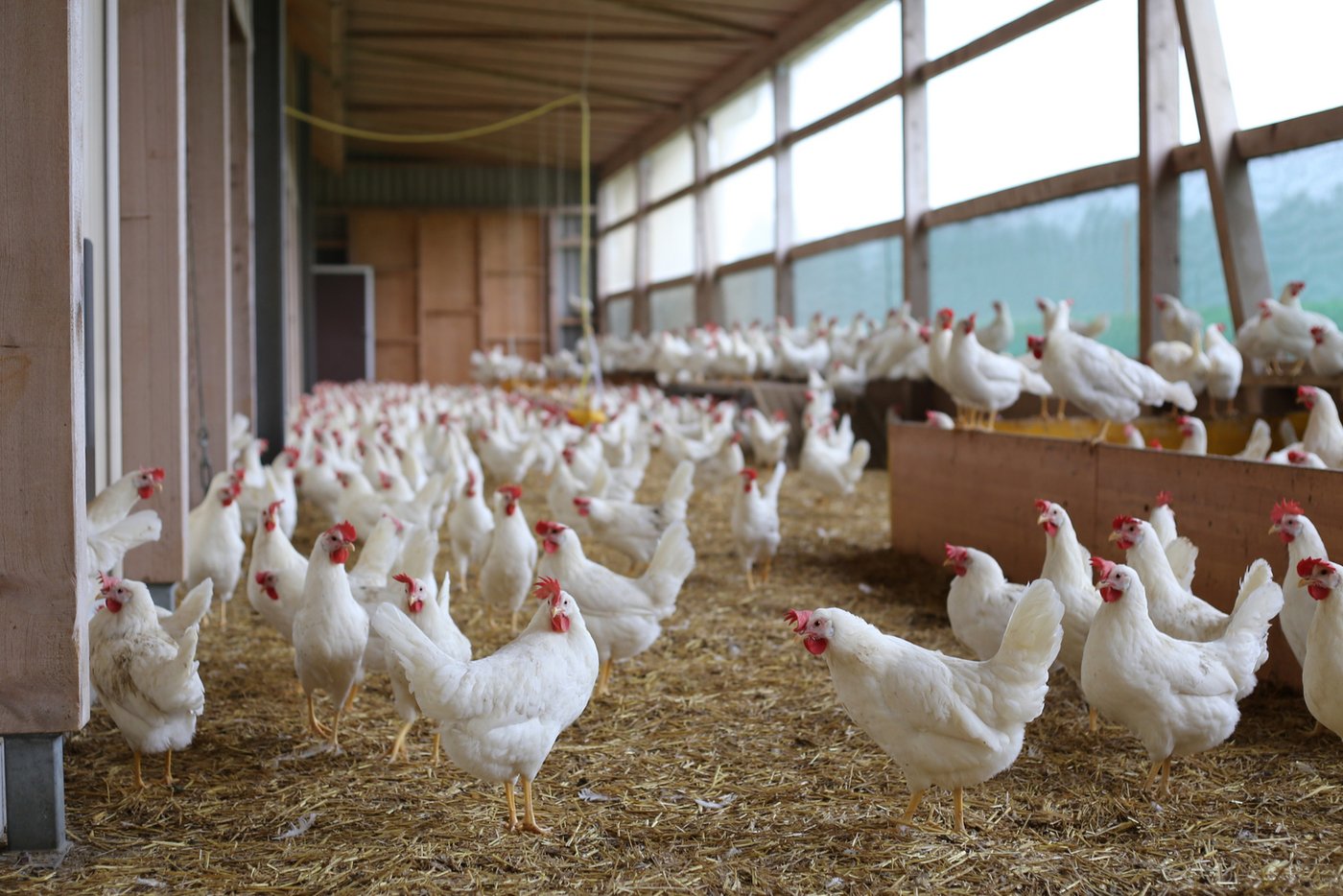 Bei feuchtem Wetter sind die Hennen am liebsten im Wintergarten.