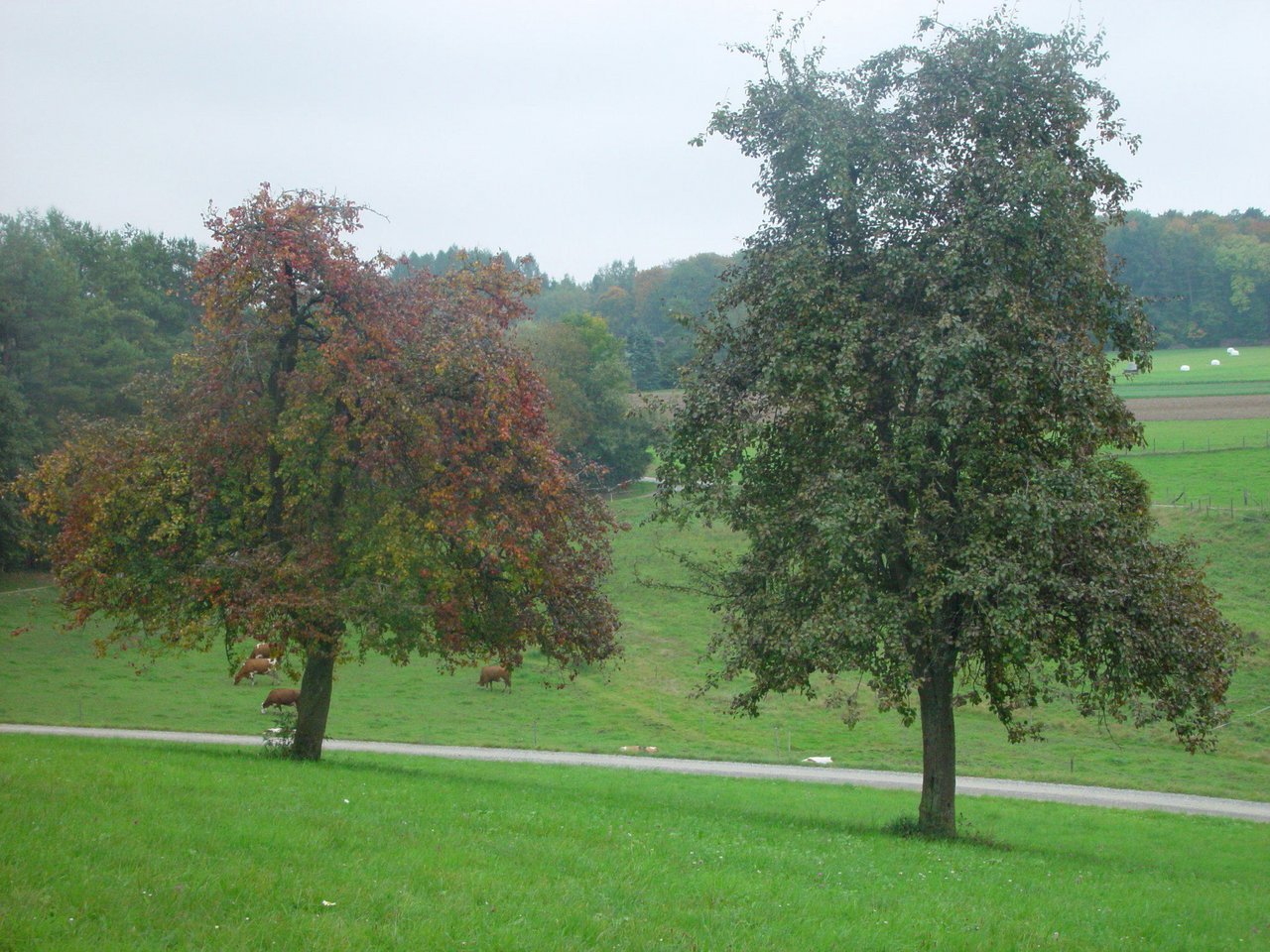 1950 standen auf Schweizer Wiesen 15 Millionen Hochstamm-Obstbäume. Heute sind es noch rund 2,3 Millionen. (Bild BauZ)