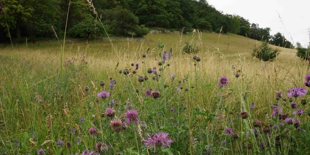 Biodiversitätsförderfläche im aargauischen Lupfig: Die Aargauer Bauern sind weiterhin bereit, sich für die Artenvielfalt einzusetzen.  (Symbolbild Ruth Aerni)