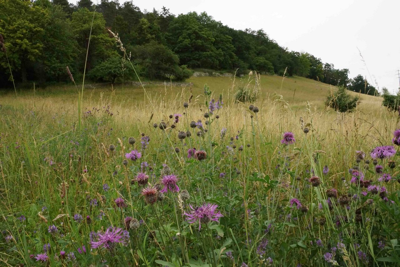 Biodiversitätsförderfläche im aargauischen Lupfig: Die Aargauer Bauern sind weiterhin bereit, sich für die Artenvielfalt einzusetzen. (Symbolbild Ruth Aerni)