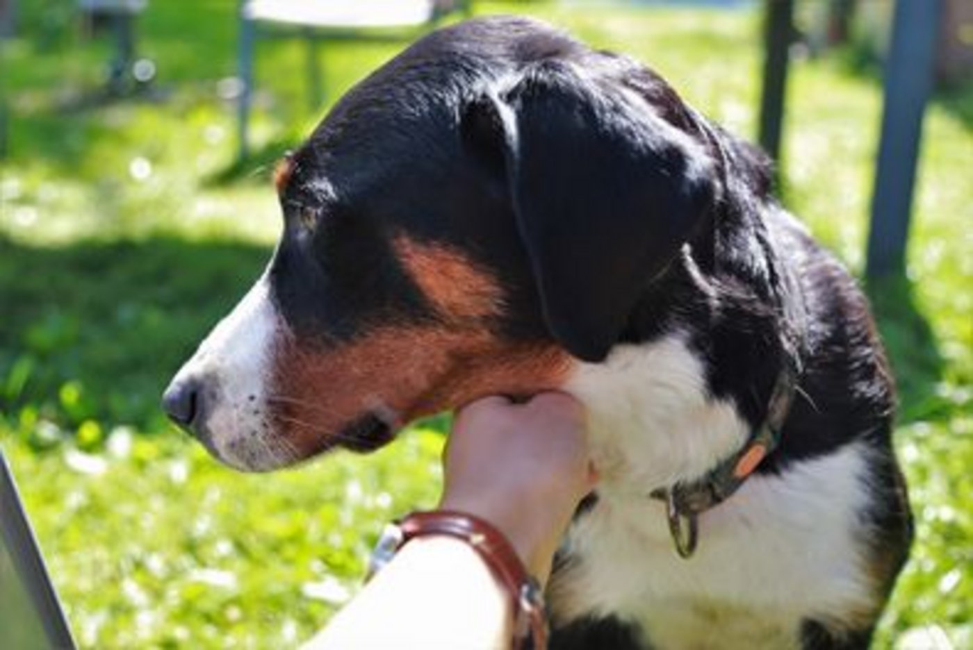Der Appenzeller Sennenhund repräsentiert die zwei Appenzeller Halbkantone. (Bild ly) 