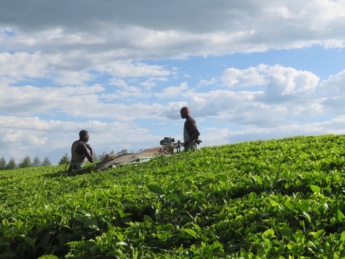 Zwei Personen müssen die mechanische Erntemaschine bedienen, trotzdem sind sie insgesamt schneller als die Handpflücker.
