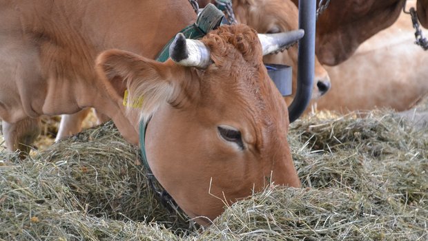 Werden Tiermehle an Wiederkäuer verfüttert, besteht das Risiko einer BSE-Infektion. (Symbolbild Innviertlerin/Pixabay) 