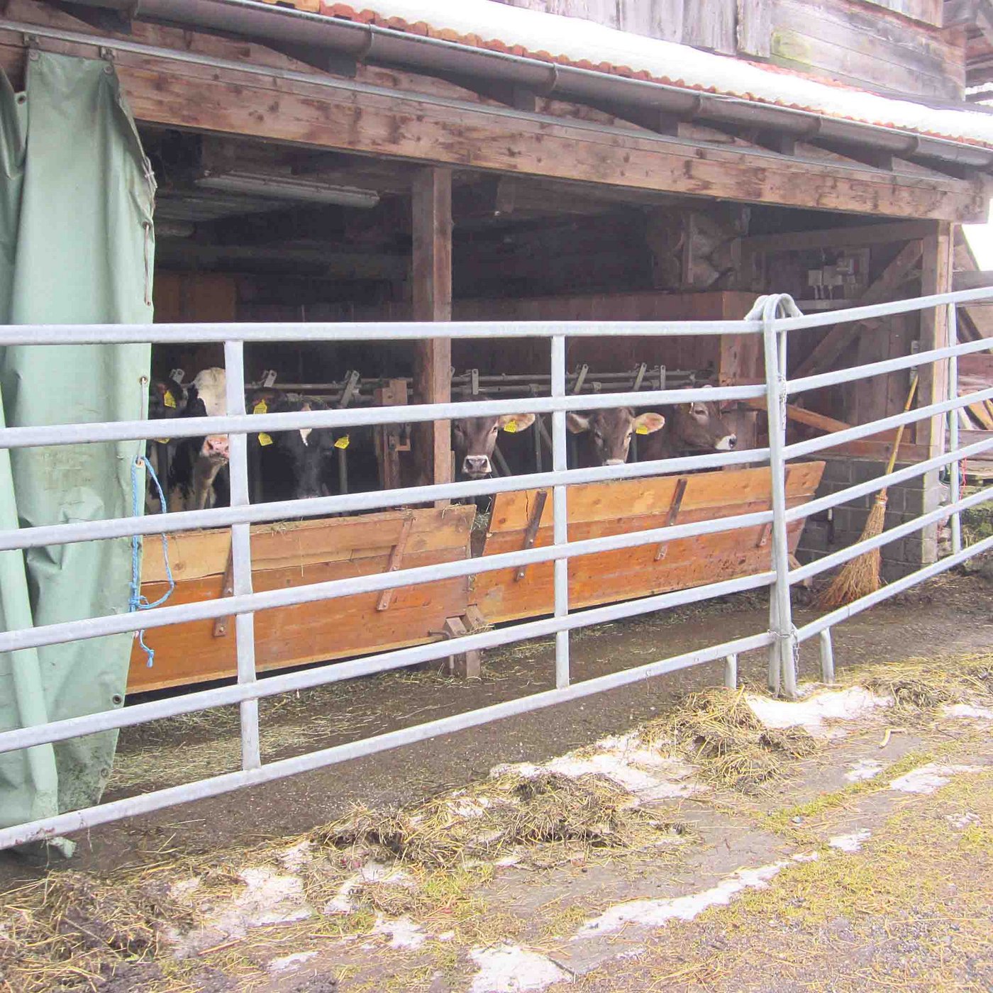 Da die Krippe gegen aussen offen ist, hat Jann Thöny-Tuffli sie zusätzlich mit einem Gitter abgesperrt. Auch Siloballen und Miststock... (Bilder Jann Thöny-Tuffli)