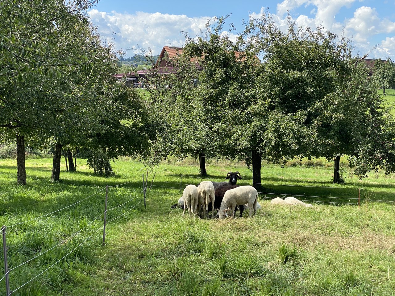Für den Direktverkauf und die Familie selbst werden 6 Bündner Oberländer Schafe mit Lämmern gehalten.