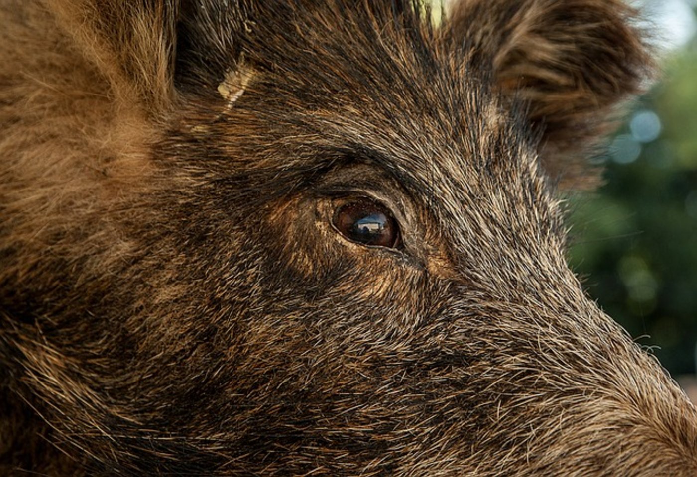 Als ein Wildschwein das Maisfeld verliess, gaben ein 59-jähriger und ein 71 Jahre alter Jäger mehrere Schüsse ab. Einer der Schüsse ist vermutlich durch die Glasscheibe in die Kabine des Traktors gelangt. (Symbolbild Pixabay)