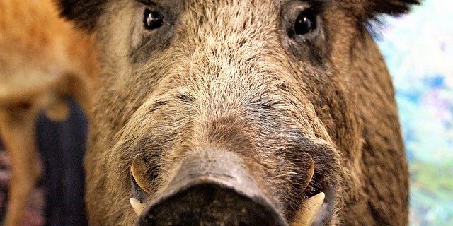 Die Polizei schoss auf ein Wildschwein, als es auf sie zu rannte. (Symbolbild Pixabay)