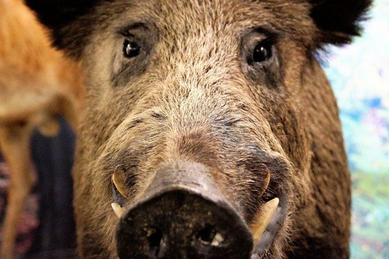 Die Polizei schoss auf ein Wildschwein, als es auf sie zu rannte. (Symbolbild Pixabay)
