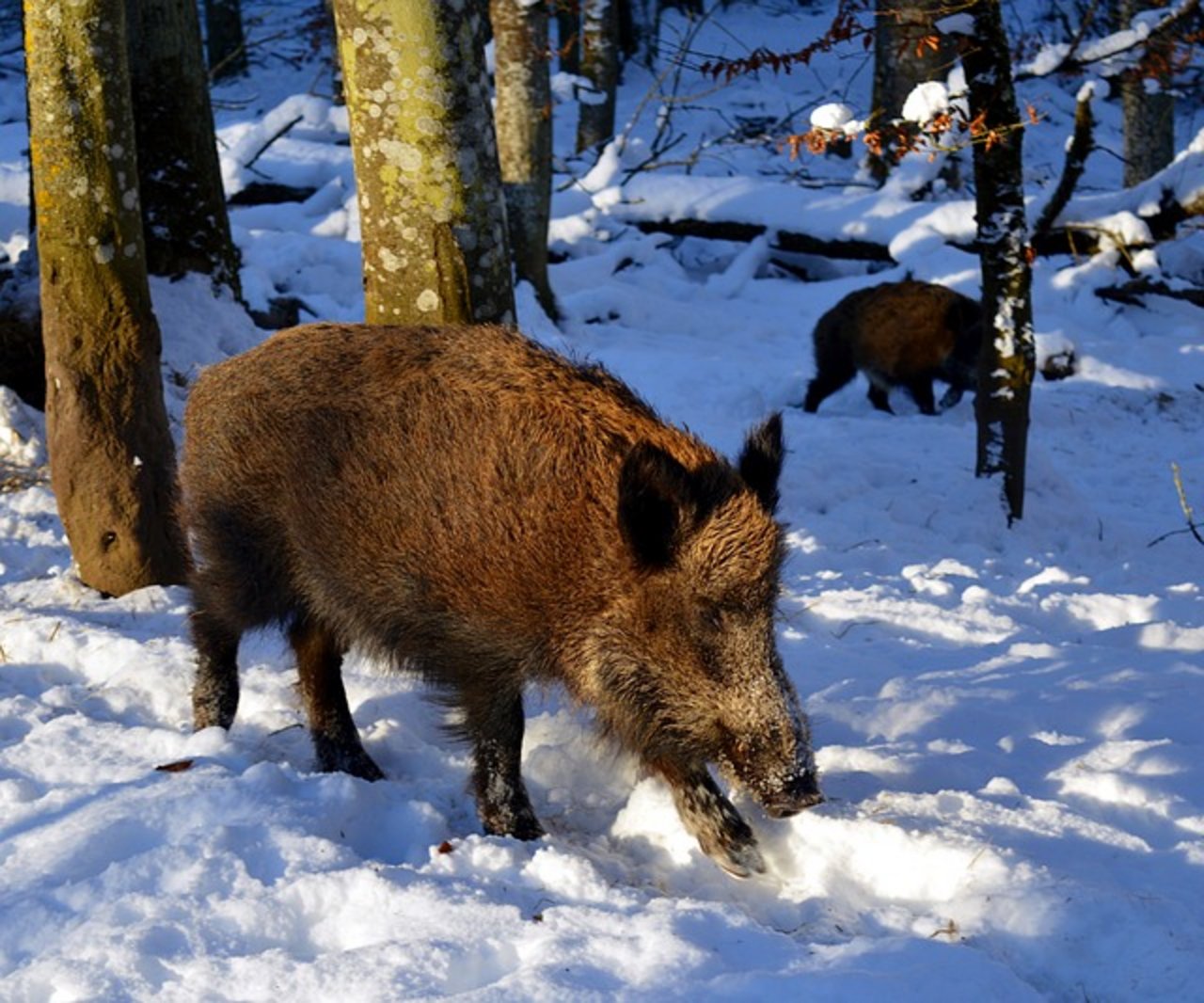 Wildschweine entwickeln immunität gegen die Schweinepest. (Bild pixabay)