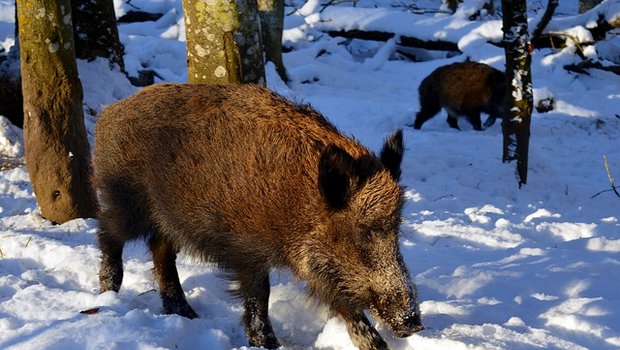 Wildschweine entwickeln immunität gegen die Schweinepest. (Bild pixabay)