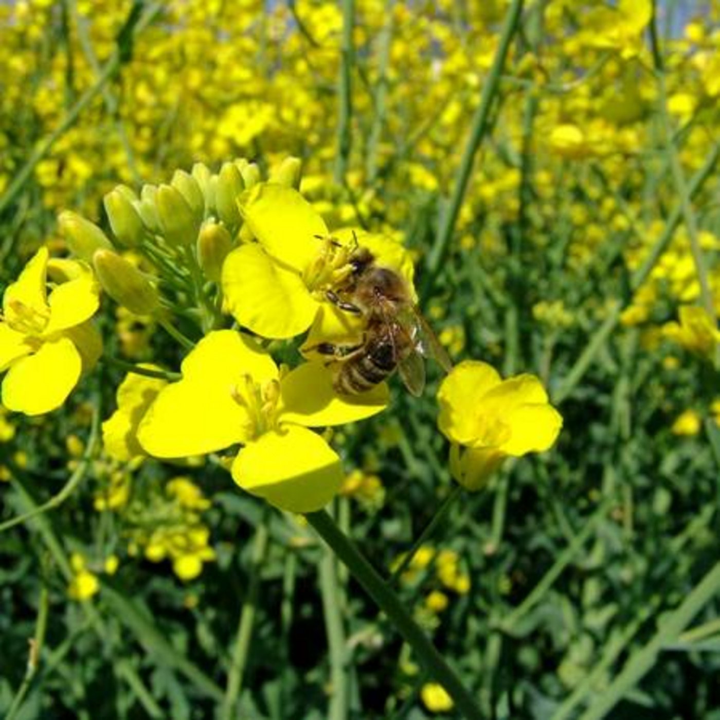 Bienen sind wichtige Bestäuber. Fehlen sie, muss aufwändig von Hand bestäubt werden. (Bild Bienen Schweiz)