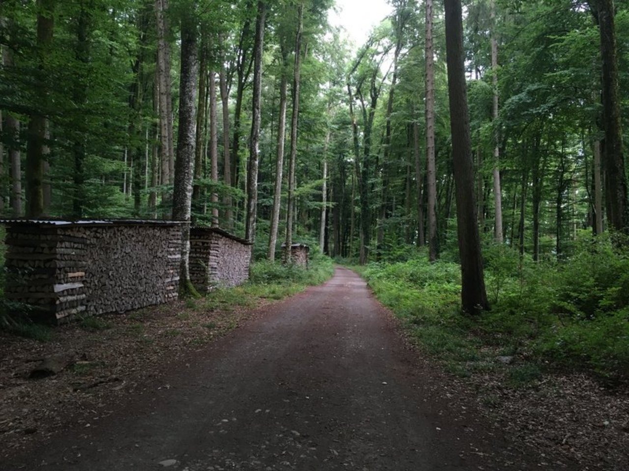 Die Waldeigentümer sind bereit, die Klimaschutzleistungen des Schweizer Waldes mit einer nachhaltigen Bewirtschaftung langfristig sicherzustellen. (Symbolbild BauZ)