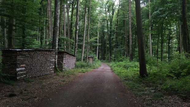 Die Waldeigentümer sind bereit, die Klimaschutzleistungen des Schweizer Waldes mit einer nachhaltigen Bewirtschaftung langfristig sicherzustellen. (Symbolbild BauZ)