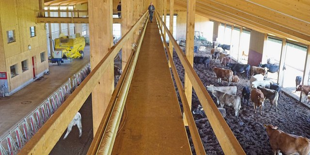 Vom 80 m langen Höhensteg aus lassen sich die Tiere gut beobachten. Der Kompost bietet den Tieren eine weiche Liegefläche. Auf der offenen Fläche können sie liegen, wo und wie sie wollen. (Bilder Michael Götz)