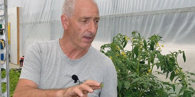 Pius Stäger erklärt, wie er und sein Team Mikropflanzen in die Standard-Kulturplatte pikieren.  