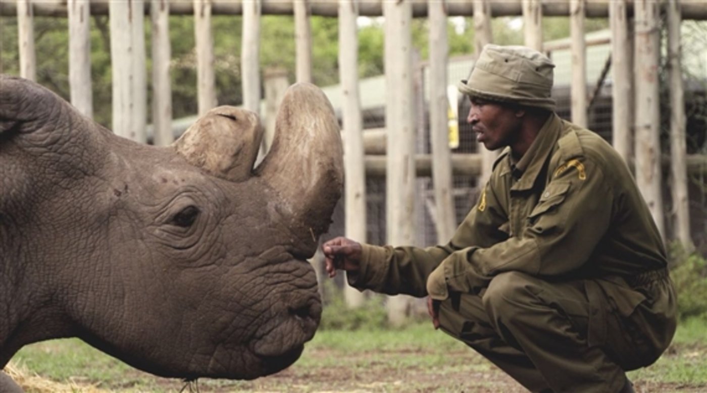 Sudan war der letzte Bulle der Untergattung Nördliches Breitmaulnashorn: Jetzt leben nur noch zwei weibliche Tiere, seine Tochter und Enkelin. (Bild Ol Pejeta/Twitter) 