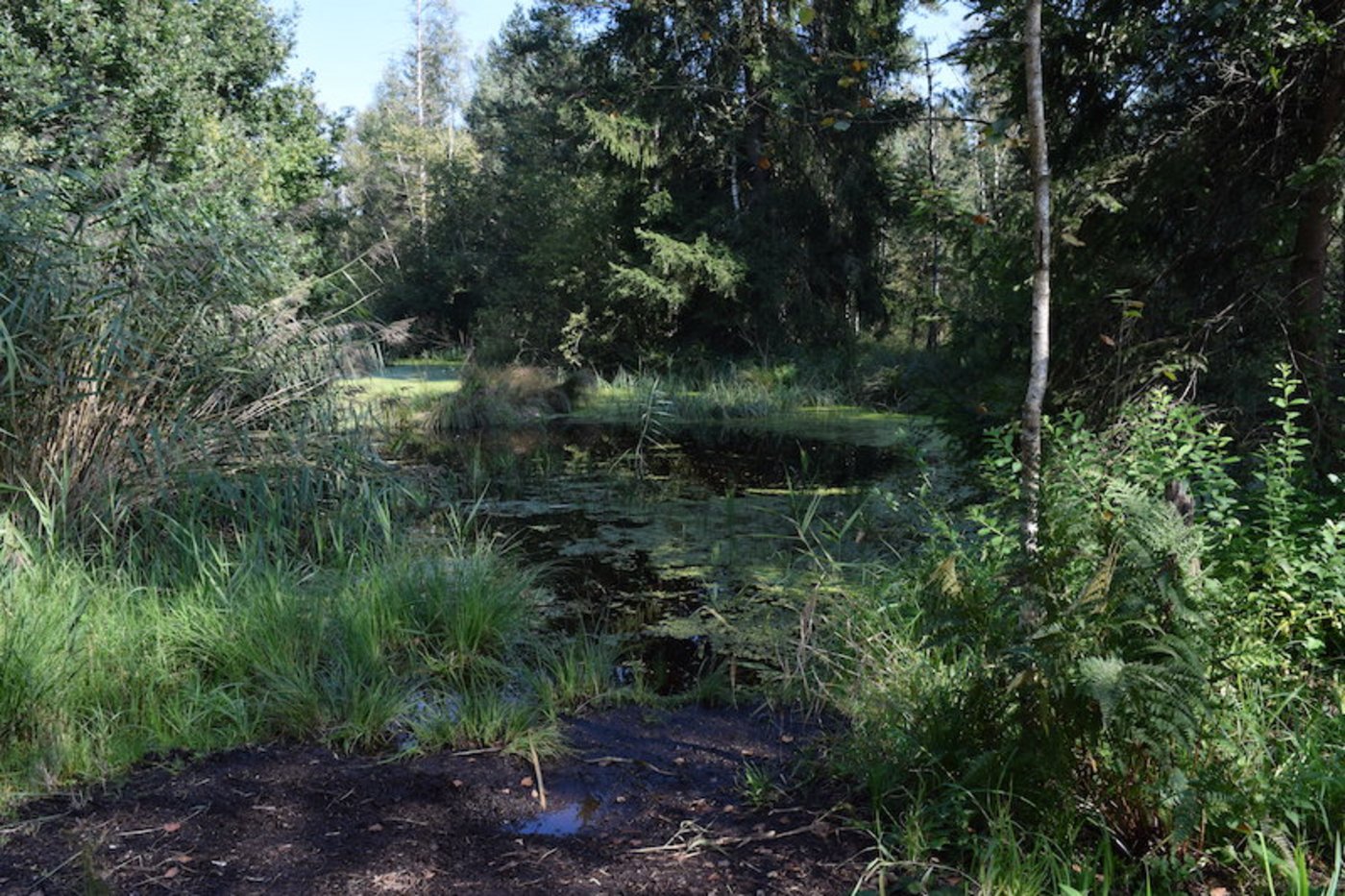 Das Naturschutzgebiet Hudelmoos beheimatet eine reiche Vielfalt an Pflanzen- und Tierarten und ist ein eigentlicher Hotspot der Biodiversität. (Bilder sgi)