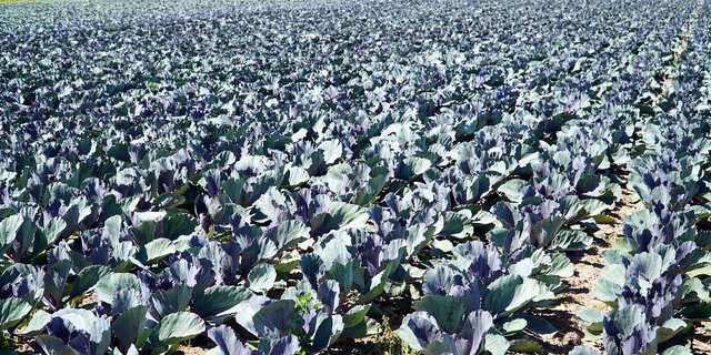 Aufgrund des Einspruchs könnte das gesamte PRE-Projekt auf der Kippe stehen. (Bild Pixabay)