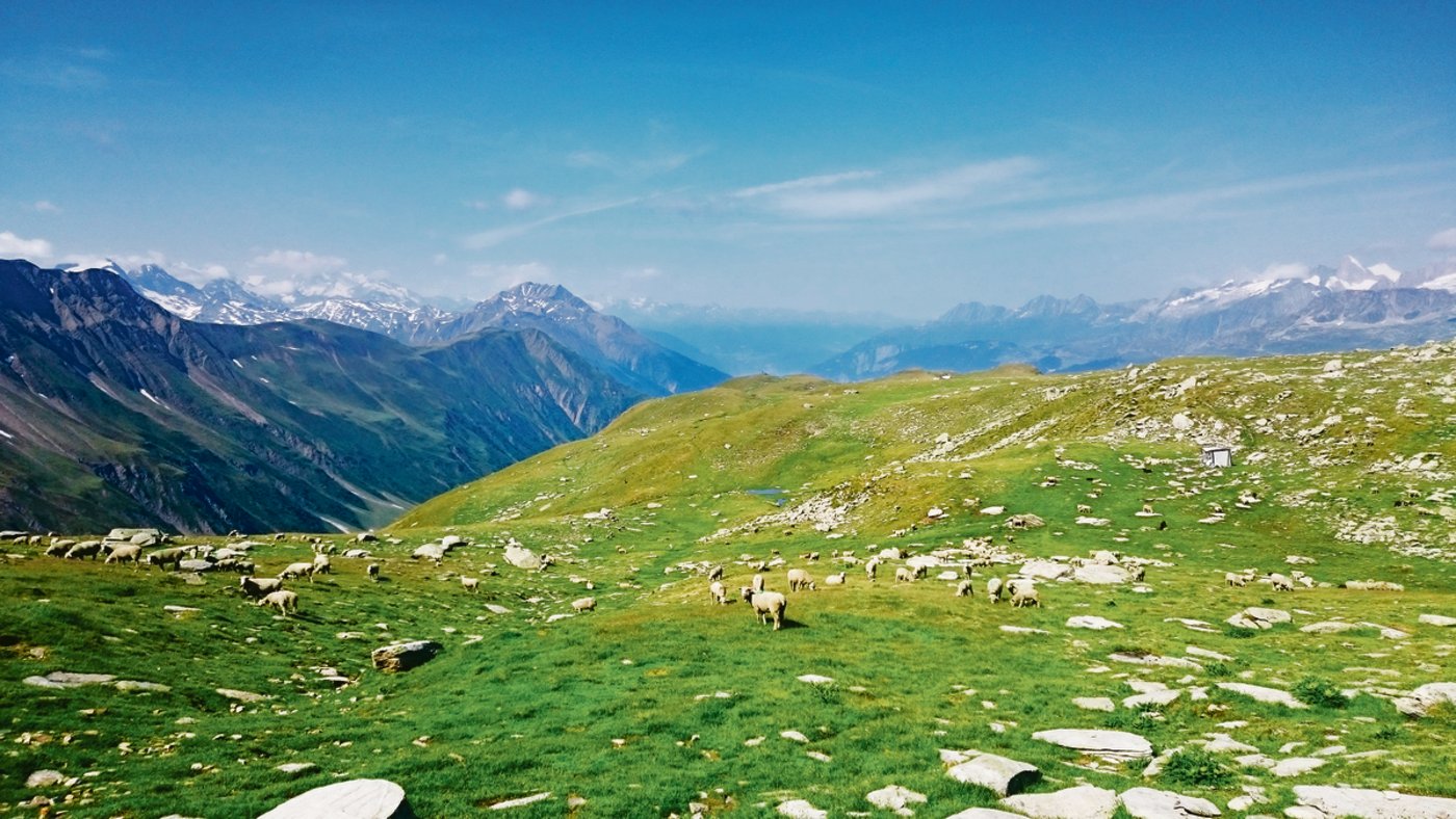 Auf der Alp Rappental bei Ernen VS sömmern um die 700 Schafe. Doch es wird immer schwieriger, die notwendige Anzahl Tiere zusammenzubringen. (Bilder zVg)