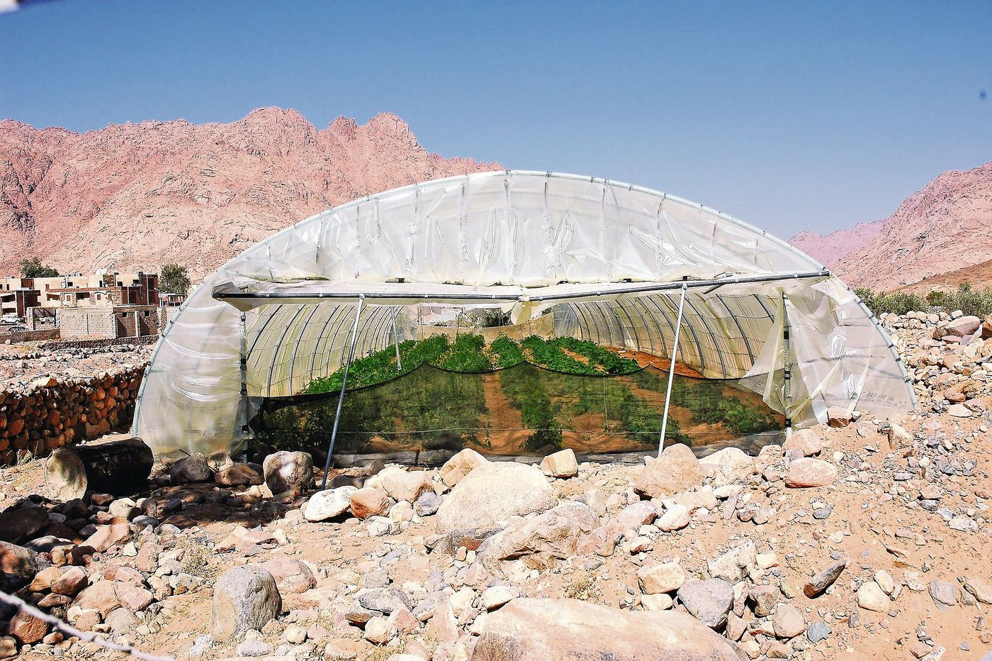Raues Klima: Mitten im Geröll wachsen in einem Plastiktunnel in St. Katharina Gemüse und Kräuter. (Bilder Petra Jacob)