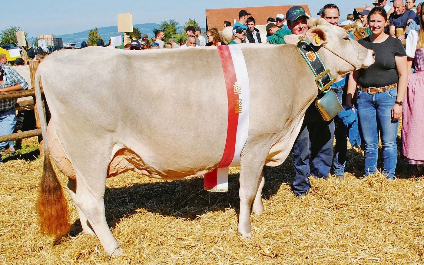 Die schauerprobte Castelli BS Phil Phoenix von Armin Schatt, Feusisberg, wurde Miss Höfe BS.