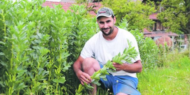 Auf seinem Betrieb pflanzt Adrian Bucheli aus Ruswil LU auf rund fünf Hektaren Ackerbohnen an. (Bild Andrea Gysin)