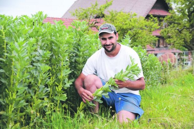 Auf seinem Betrieb pflanzt Adrian Bucheli aus Ruswil LU auf rund fünf Hektaren Ackerbohnen an. (Bild Andrea Gysin)