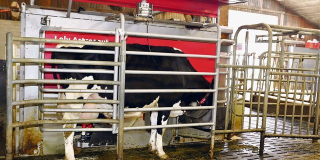 Auf 2,7 Melkungen kommen die Holsteinkühe im Lely-Melkroboter. Vor allem bei den Jungkühen stieg dadurch die Milchleistung an. 