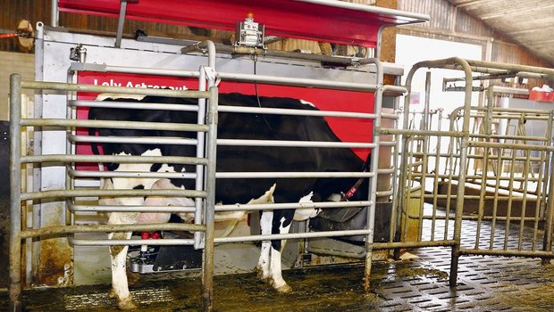 Auf 2,7 Melkungen kommen die Holsteinkühe im Lely-Melkroboter. Vor allem bei den Jungkühen stieg dadurch die Milchleistung an. 