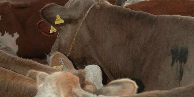 Die Preise auf dem Schlachtviehmarkt sind durchs Band stabil. (Bild z.V.g)