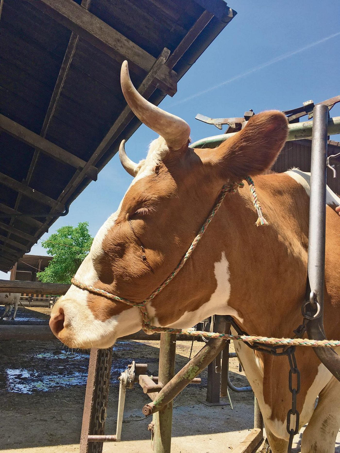 Bei solchen Schwellungen am Kiefer kann immer auch ein erkrankter Backenzahn die Ursache sein.