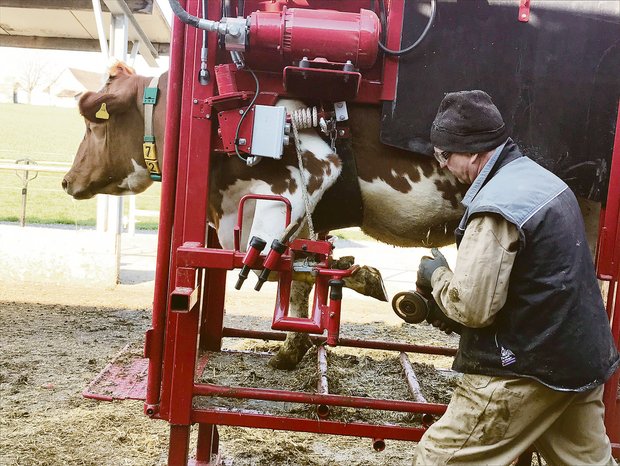 Gesunde Klauen dank Hygiene und Tierbeobachtung Zentral für die Klauengesundheit: regelmässige Pflege und Beobachtung.(Bilder BauZ)