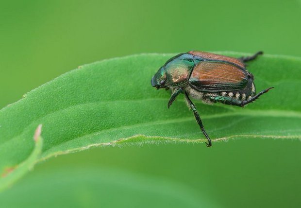 Während die Engerlinge im Boden leben und sich vorwiegend von Graswurzeln ernähren, frisst der ausgewachsene Käfer Blätter verschiedener Pflanzen. (Bild lid)