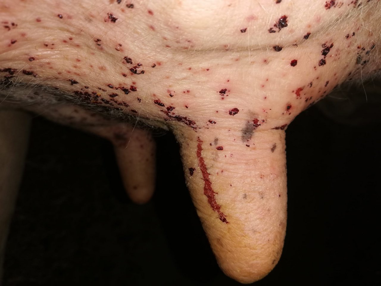 Krustenbedeckte Blutpunkte beim abendlichen Melken weisen auf den Befall durch die Kriebelmücke hin. (Bilder Reto Betschart)
