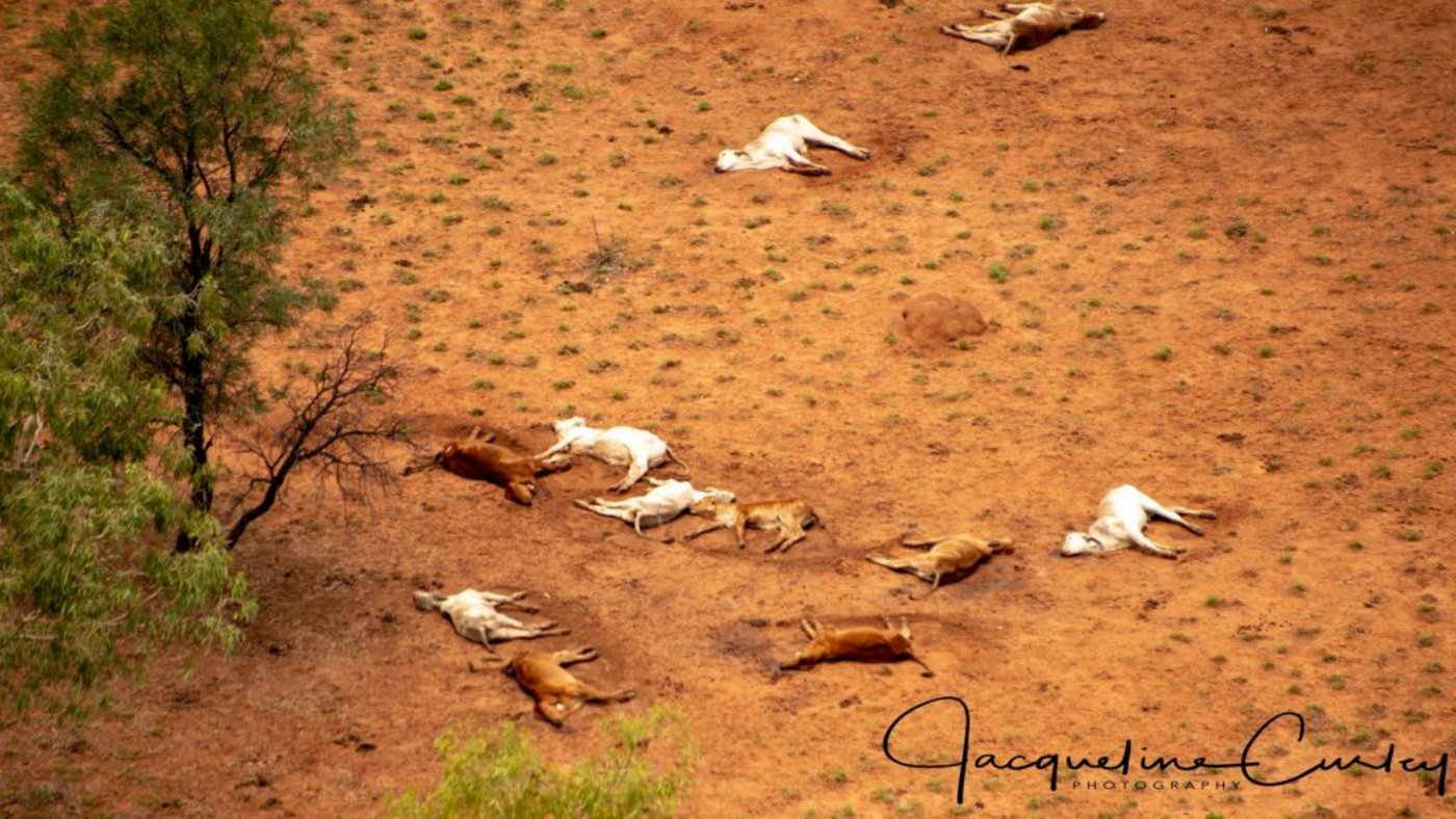 Mit Spendengeldern versucht die Organisation "Aussie Helpers" Rinder für Bauern in Australien zu kaufen, die ihre Tiere verloren haben. (Bild "Aussie Helpers")