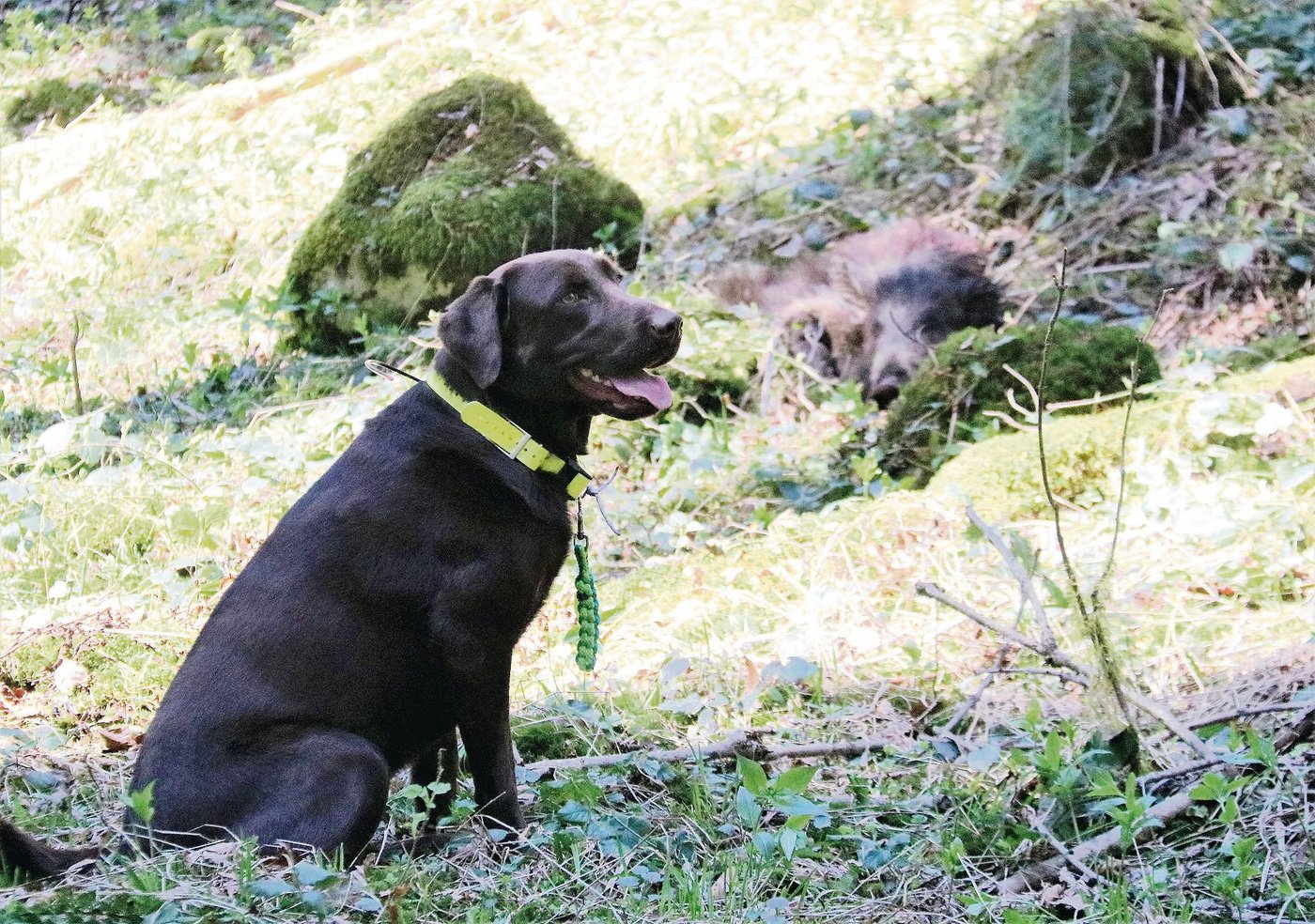 Tsara, ein Labrador Retriever, wartet mit Abstand zur toten Sau auf Hundeführer Silvio Covi.