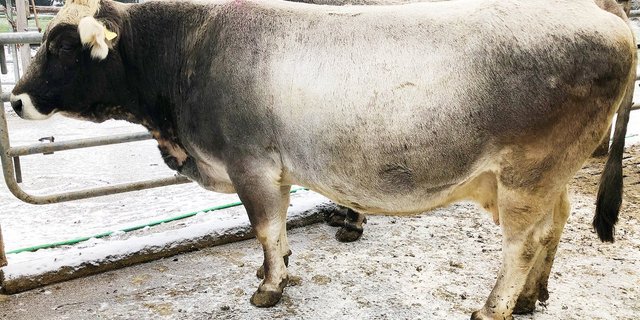 Unter den mit Gold ausgezeichneten Kühen: Grauvieh Dora der Familie Bösiger aus Wanzwil BE. (Bild Familie Bösiger)