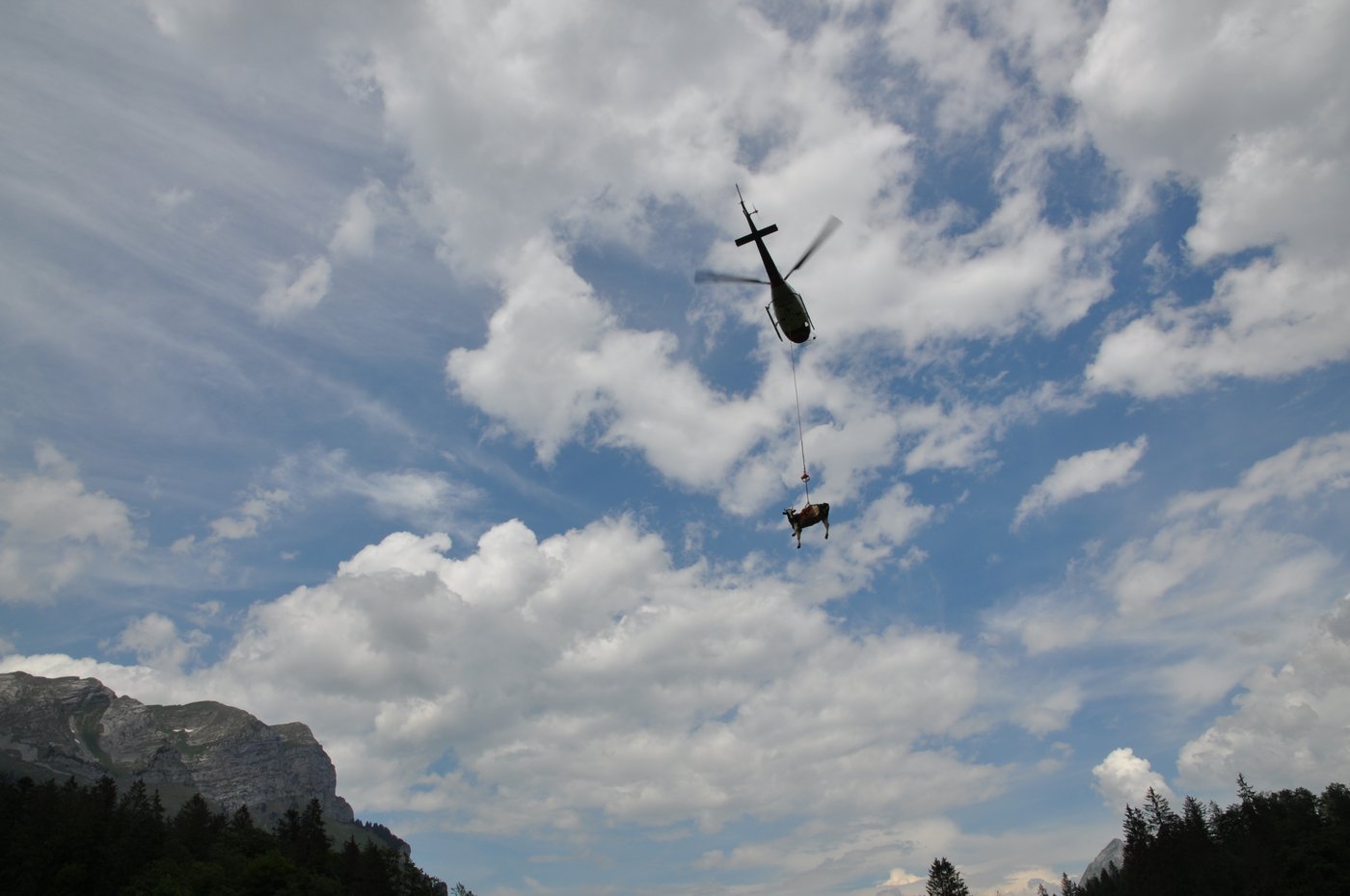 Die Kühe werden im Vierminuten-Takt zur Alp geflogen.