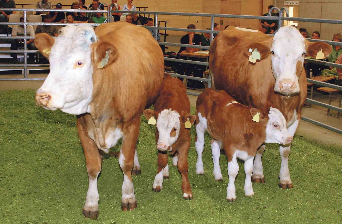 Der Vater von Natura-Beef muss ab 1. Januar 2017 im Fleischrinder-Herdebuch aufgenommen oder anerkannt sein. (Bild Hans Rüssli)