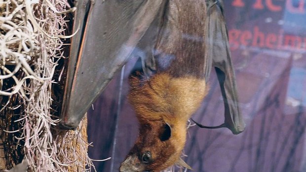 An der Ausstellung ist ein Präparat einer Fledermaus zu sehen, die sich kopfüber in der Ruheposition befindet. 